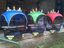 Menampilkan 22 sangkar cungkok dari berbagai forum jual beli. 23 Sangkar Perkutut Motif Masa Kini