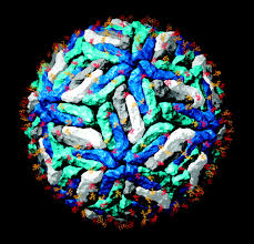 Dengue virus is a flavivirus transmitted to humans by aedes mosquitoes. Dengue Virus Envelope Glycoprotein Structure New Insight Into Its Interactions During Viral Entry Pnas