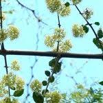Image result for Pisonia aculeata