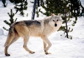 Find the perfect wolf picture from over 2,000 of the best wolf images. Public Comment Runs 10 1 Against Montana S New Wolf Hunting Trapping Regs Missoula Current