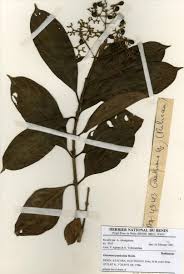 Image result for Gaertnera