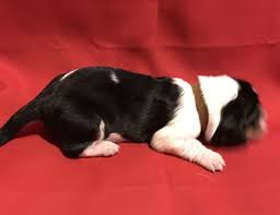 Searching for an apartment for rent in lexington, ky? Litter Of 9 Basset Hound Puppies For Sale In Lexington Ky Adn 63379 On Puppyfinder Com Gender Female Age Hound Puppies Basset Hound Puppy Puppies For Sale
