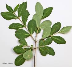 Image result for Canthium