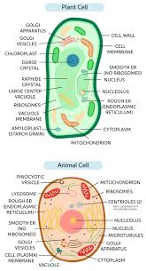 Structurally, plant and animal cells are very similar because they are both eukaryotic cells. Learn About Function Of Organelle Chegg Com