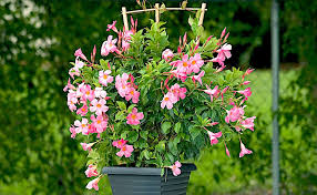 Image result for mandevilla obrázek