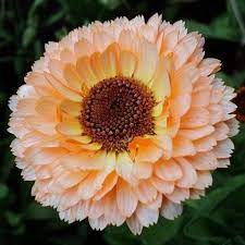Pin On Garden