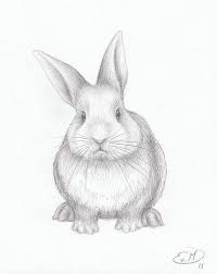 How To Draw Rabbits Realistic Recherche Google Realistic Drawings Animal Drawings Rabbit Drawing