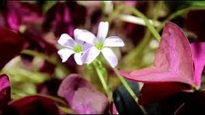 Check spelling or type a new query. Fhus Leky Ø§Ù„Ø¬Ø²Ø§Ø¦Ø± Vlip Lv