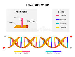 Dna Structure Nucleotide Phosphate Sugar And Bases Affiliate Nucleotide Structure Dna Bases Sugar Ad Dna Project Dna Model Study Flashcards