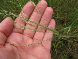 Image result for Panicum coloratum