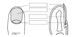 Quiz by sarah., updated more than 1 year ago more less. Nail Structure Diagram Quizlet