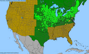 Image result for Desmodium psilocarpum