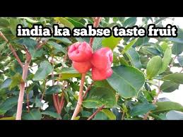 Pemberton, wigan, greater manchester, england, united kingdom. Rose Apple Water Apple Dwarf Fruits Indian Agriculture Red Rose Apple Rose Apple Tree Youtube