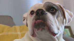 Please select petrescue id pet name group article. Evergreen Park Family Shocked After Lost Dog Attacked Returned With Wounds Wgn Tv