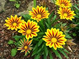 Image result for The best Flower in the world