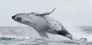 Viralhog published february 1, 2021 234 views. Humpback Whale Breaching On The North Coast Of Bahia Northeast Brazil Download Scientific Diagram