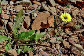 Image result for Tolpis