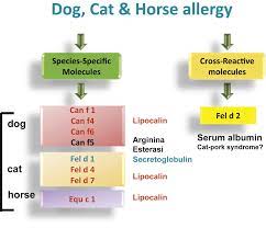 A Wao Aria Ga2len Consensus Document On Molecular Based Allergy Diagnosis Pamd Update 2020 World Allergy Organization Journal