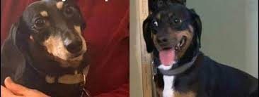 Long Island Ny 25 Feb 19 Dogs In Need Of A New Home After Owner Died Animal Rescue Dogs Animal Welfare Quote