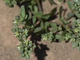 Image result for Polycarpon tetraphyllum