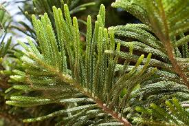 Image result for Araucariaceae