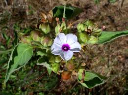 Image result for Astripomoea hyoscyamoides