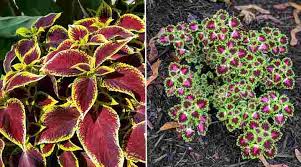 Coleus blumei (aka solenostemon scutellarioides). Coleus Care How To Grow Colorful Coleus Plant Extensive Guide