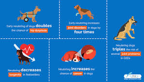Remember to get your pets spayed and neutered! Pros And Cons Of Neutering Or Spaying Your Dog Backed By Science