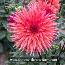 » search the dahlias database: Dahlia Wyn S King Salmon Dahlia Summerdreamsfarm