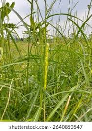 Image result for Rottboellia