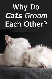 Why Do Cats Groom Each Other The Answer Will Surprise You Cat Grooming Cat Care Cats