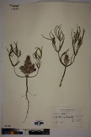 Image result for Blepharis dunensis