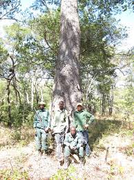 Image result for Schrebera trichoclada