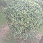 Image result for Elaeodendron croceum