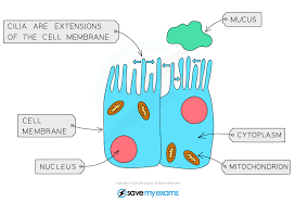 Every organ in our body performs a variety of different functions such as digestion, assimilation, and absorption. Specialised Cells Cie Igcse Biology Revision Notes
