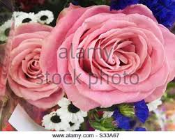 Classic carolina cross flower filler for sale. The Fully Bloomed White Spring Flower Wild Garlic From Above Amidst The Deep Green Shiny Oblong Ramson Leaves Stock Photo Alamy