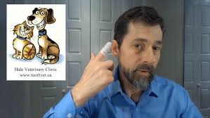 Transdermal buprenorphine for post-operative pain management in cats and  small dogs.