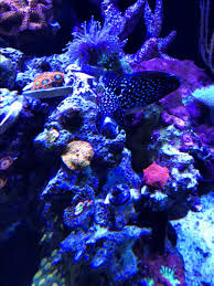 The marine betta, calloplesiops altevelis , also known as the comet, is a great choice for an experienced aquarist. Marine Betta Somthing Weird With Mouth Reef2reef Saltwater And Reef Aquarium Forum