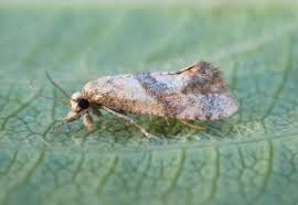 Image result for Cochylidia implicitana