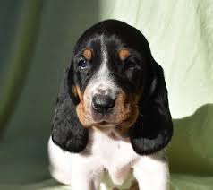 Image result for bernský honič