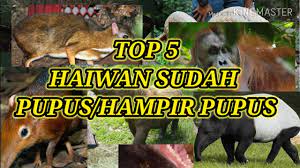 Badak ini hidup di kepulauan sumatera, malaysia dan thailand. 5 Haiwan Hampir Pupus Sudah Pupus Di Malaysia Youtube