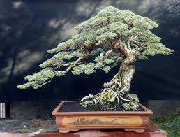 Tanaman ini tersebar di daerah india , thailand , kamboja, sri langka, dan indonesia. Bonsai Empire On Twitter Pemphis Bonsai By Rudi Julianto From Indonesia Bonsai