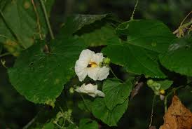 Image result for Momordica pterocarpa