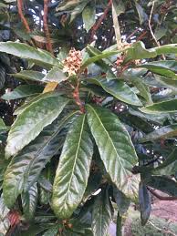 Image result for Eriobotrya japonica