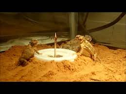 How To Feed Baby Desert Horned Lizards The Society For Horned Lizard Preservation Youtube
