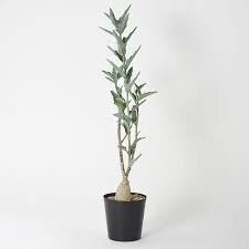 Image result for Adenia repanda