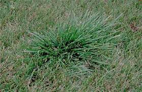 Shipping, returns and payments detailssee details. What Is That Thick Grass In Your Lawn Lawn Pride