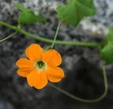 Image result for Momordica boivinii