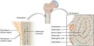 Elements, identify one lamella by using a bracket and label. Bone Classification And Structure Anatomy And Physiology