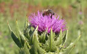Mariendistel Kostbare Natur Mariendistel Distel Heilpflanzen
